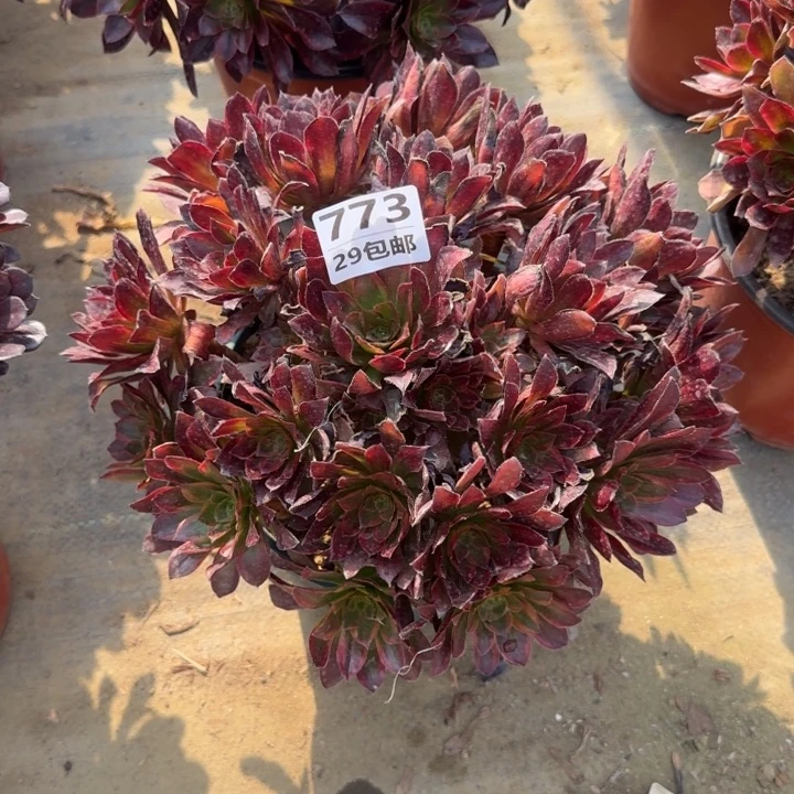 金丝缕……多肉植物……