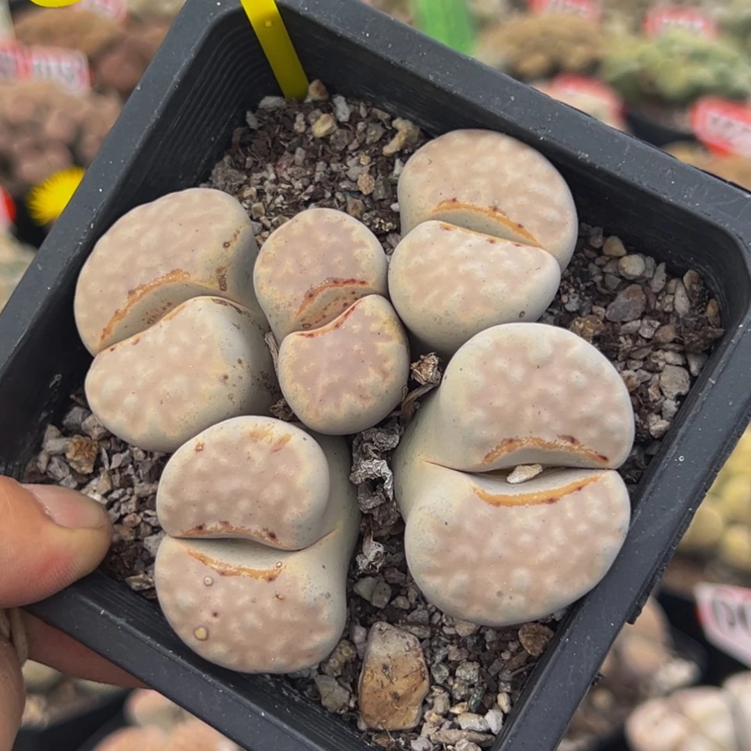 223 生石花大群生大群生