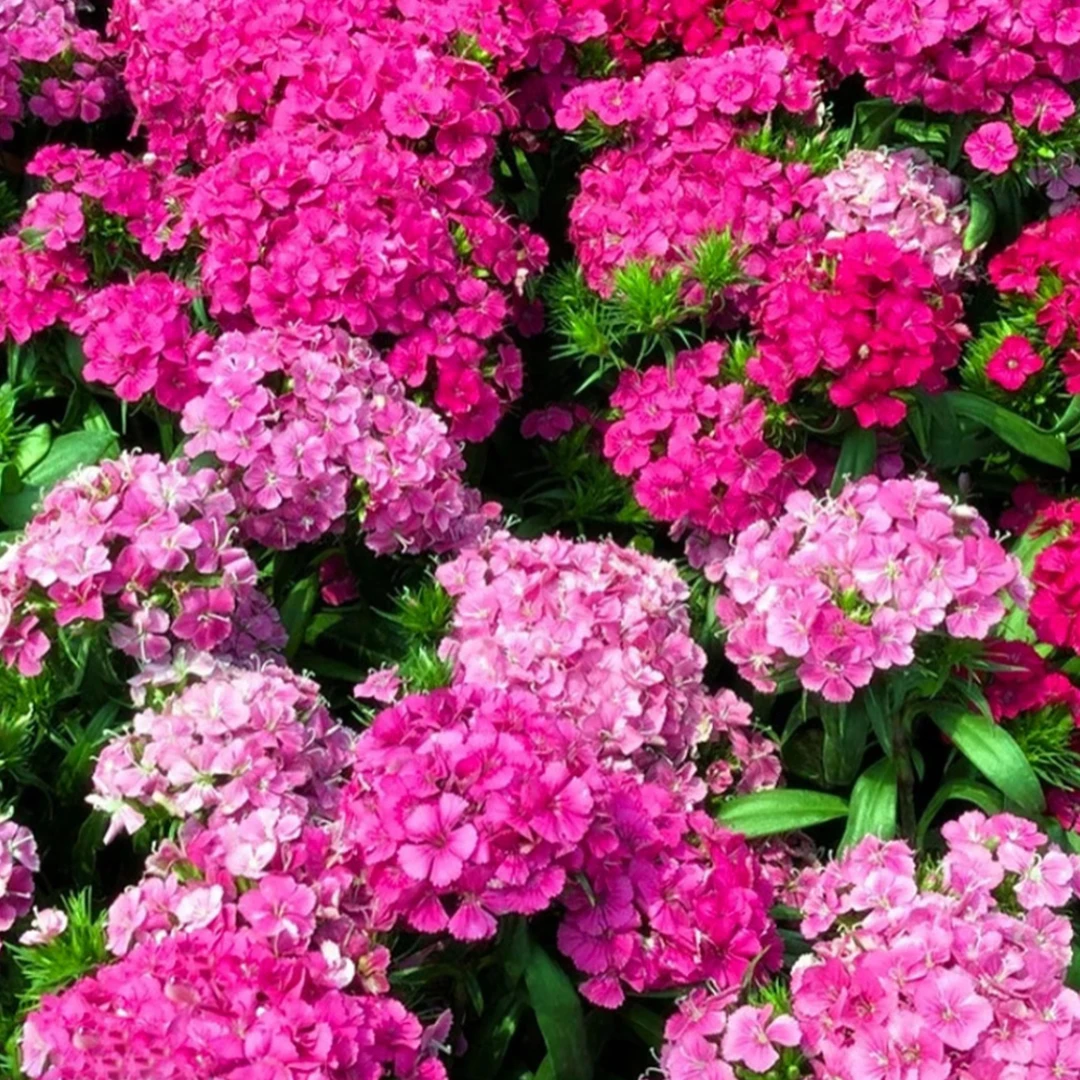 霹雳石竹盆栽玫瑰石竹花卉苗绣球石竹耐热耐寒多年生阳台庭院地栽