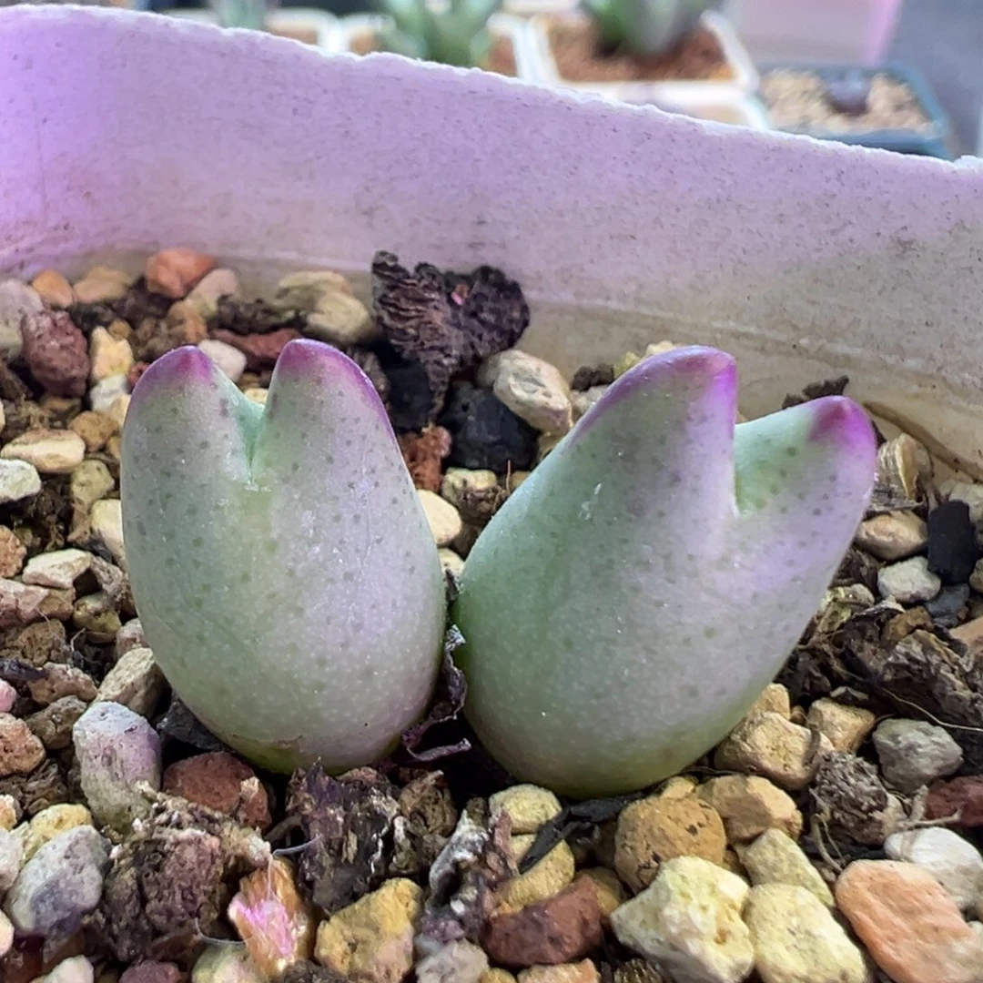 白花短耳皮卡丘 肉锥植物