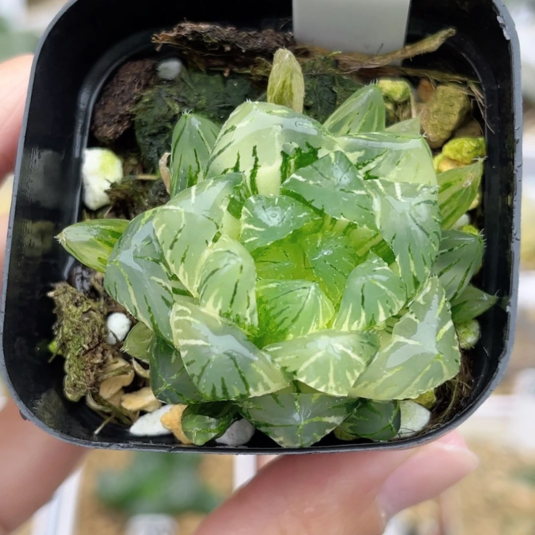 58极上斑大窗龙鳞玉露锦福利专场