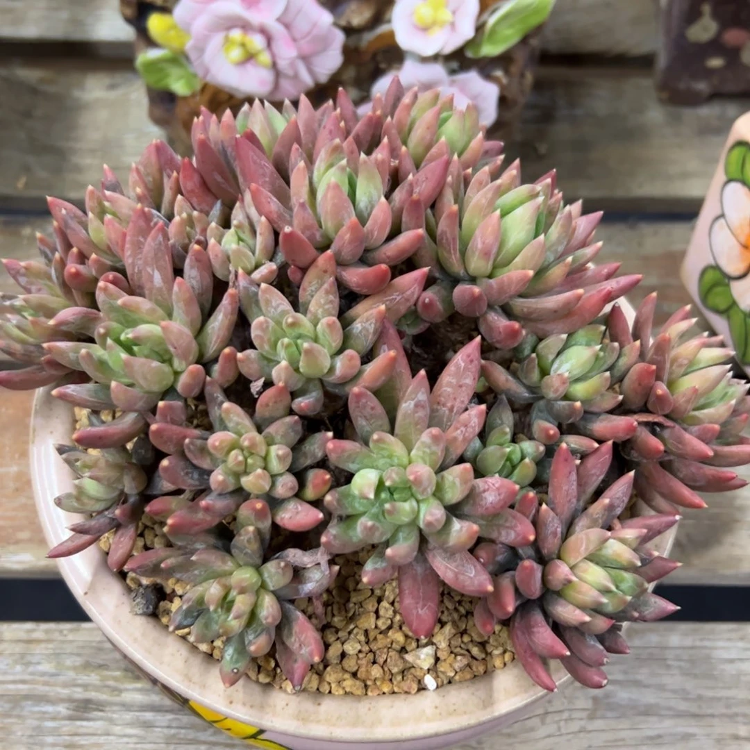 炫彩星28 零零多肉植物