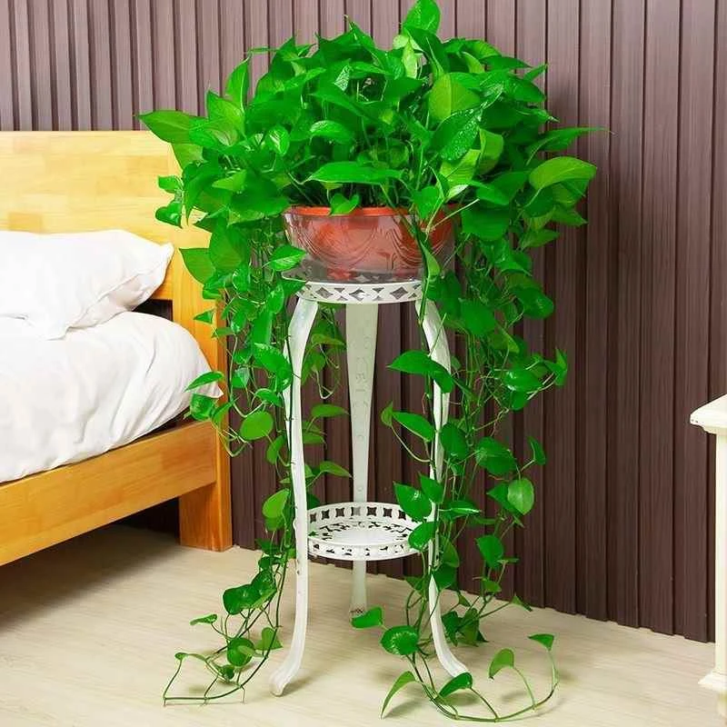 绿萝长藤款大盆室内盆栽除甲醛植物客厅办公室绿植水培吊兰绿箩大