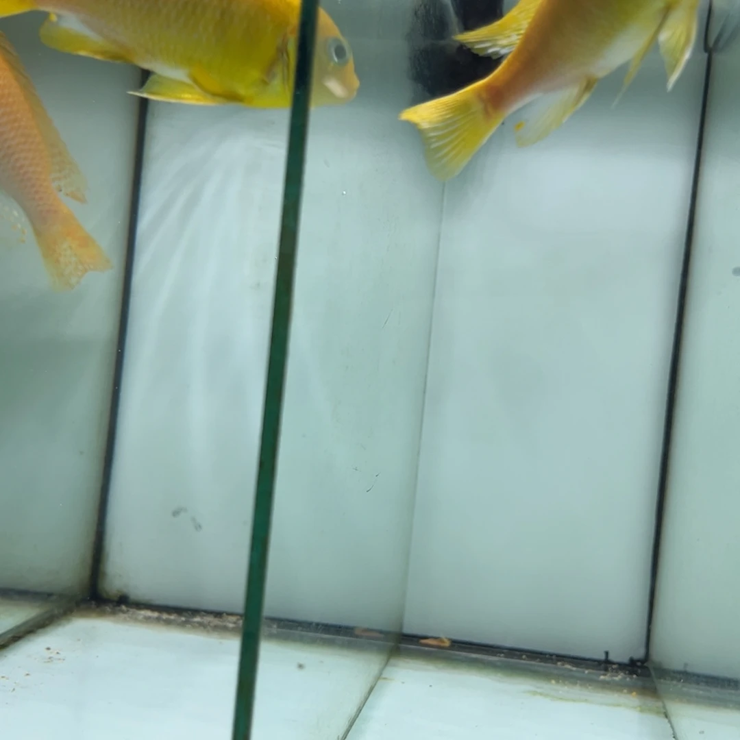龙***下海水鱼两条套餐专拍