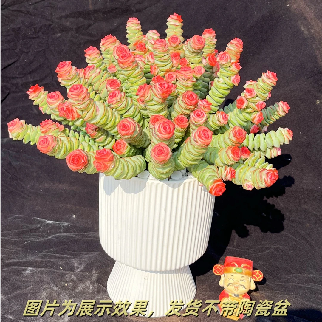 钱多多多肉植物绿植花卉新手好养阳台盆栽精品花贵货精品带盆带土