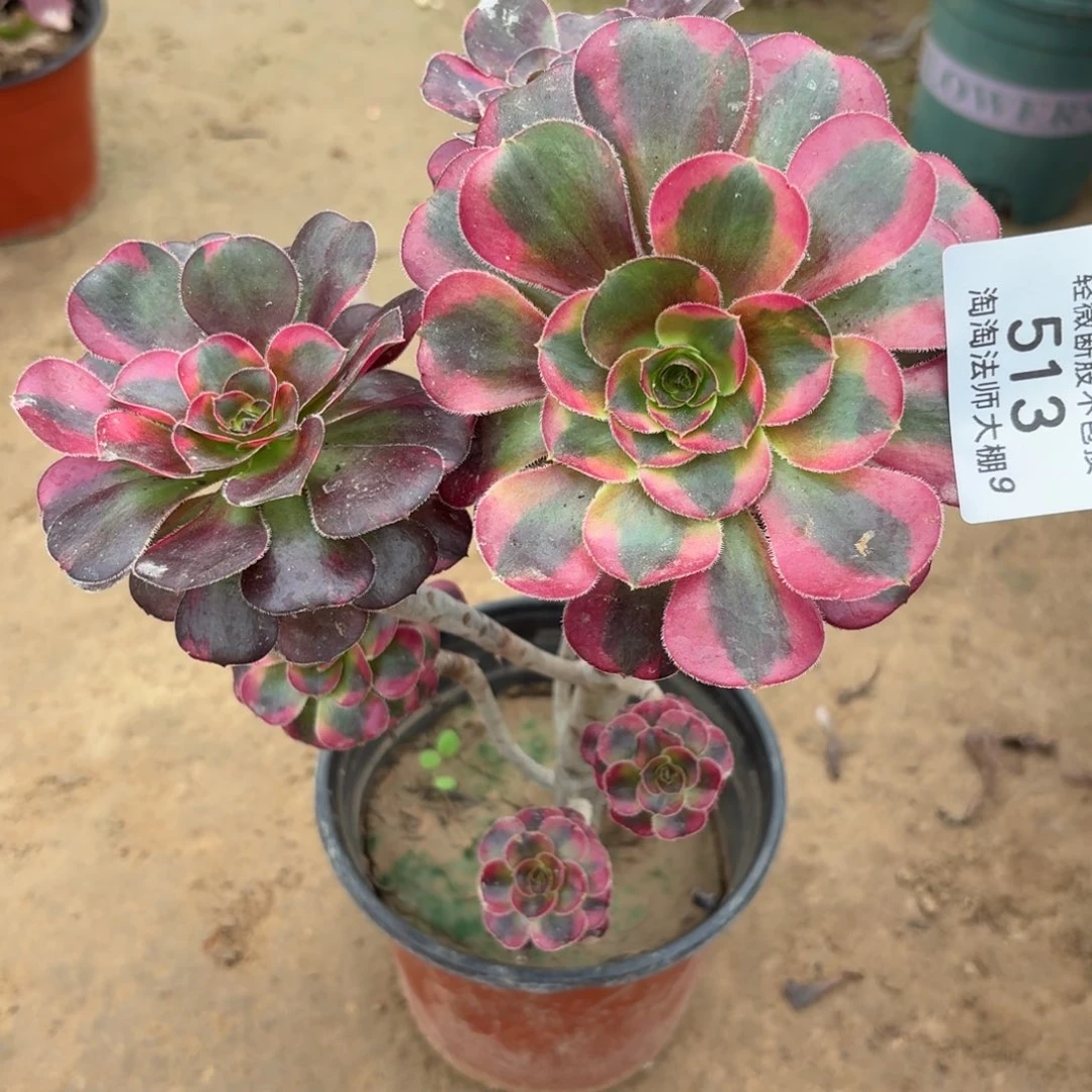 @***@513花蝴蝶多肉植物法师