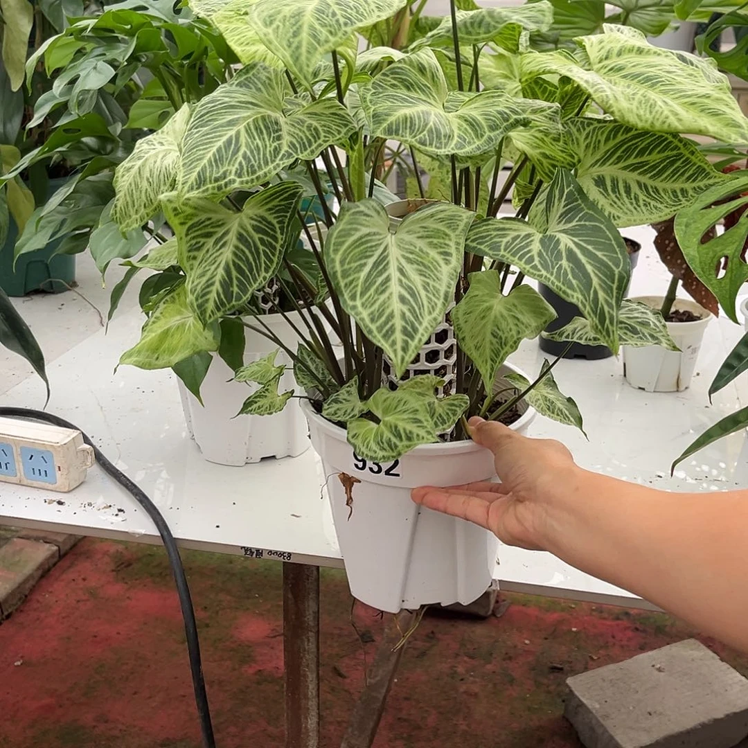无花朵932 巴迪布纹合果芋柱