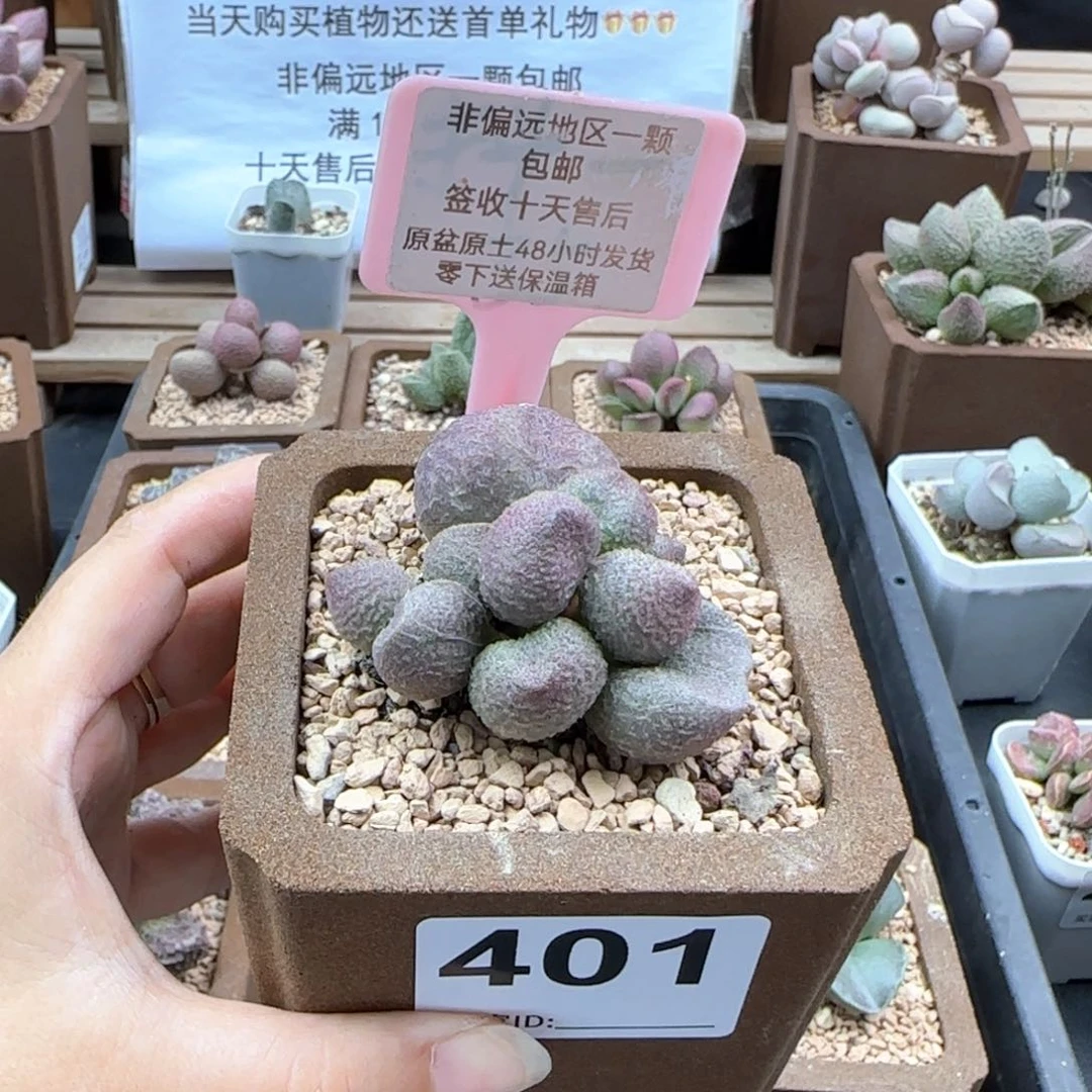 401水蜜桃多肉植物