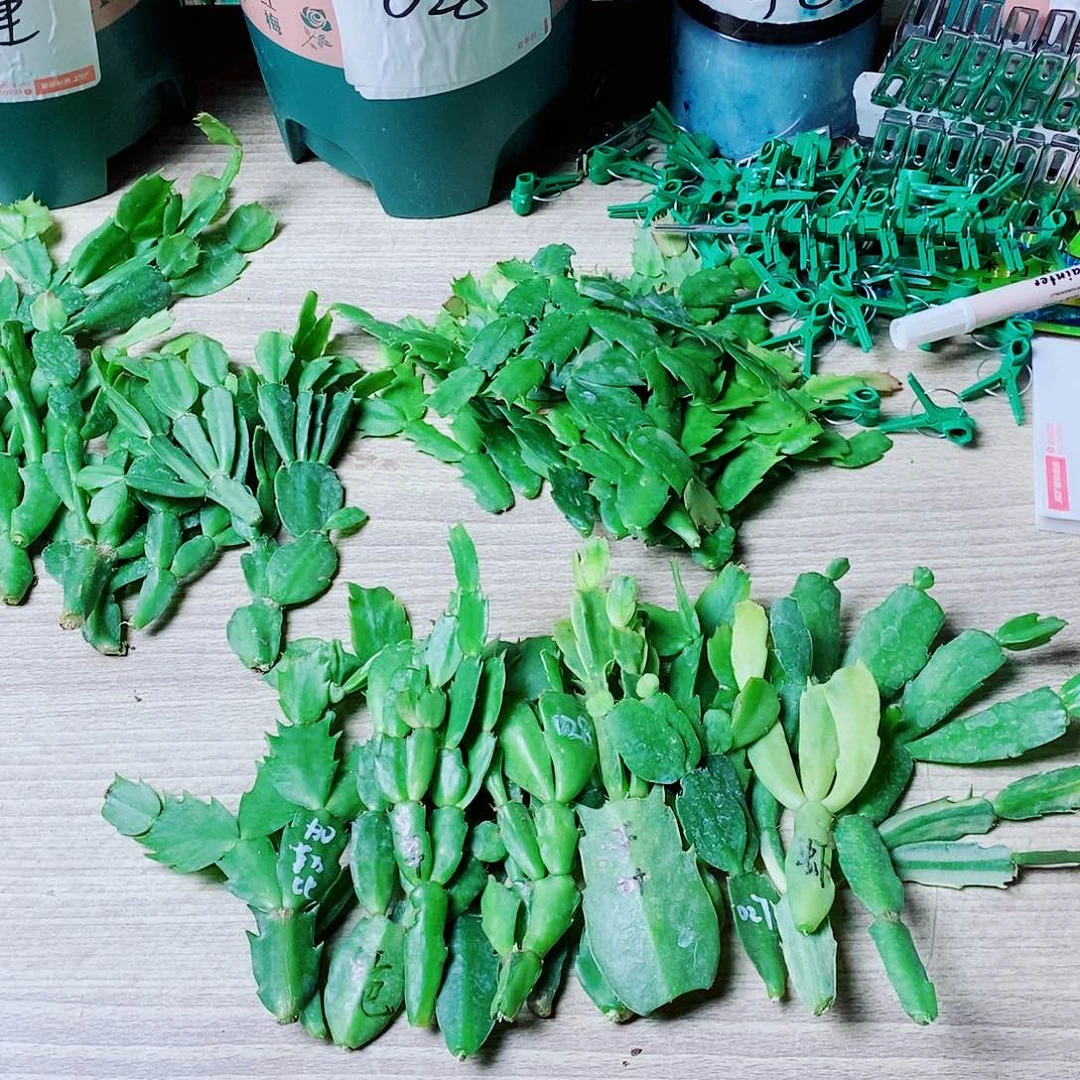 快***庭无花朵叶片福利一物一拍
