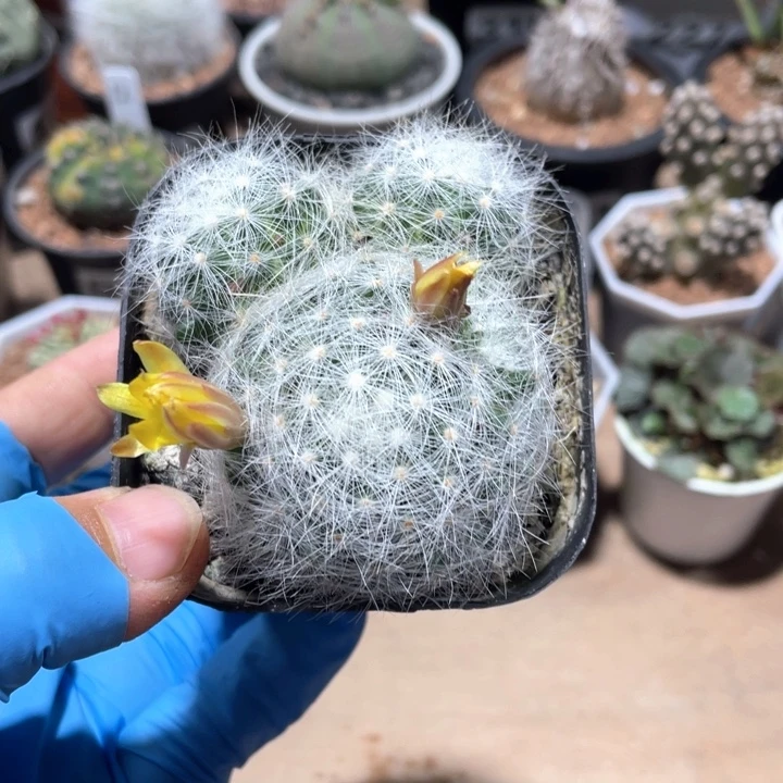 345实生芳香丸仙人球