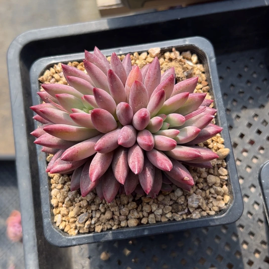 虞美人11111111111111