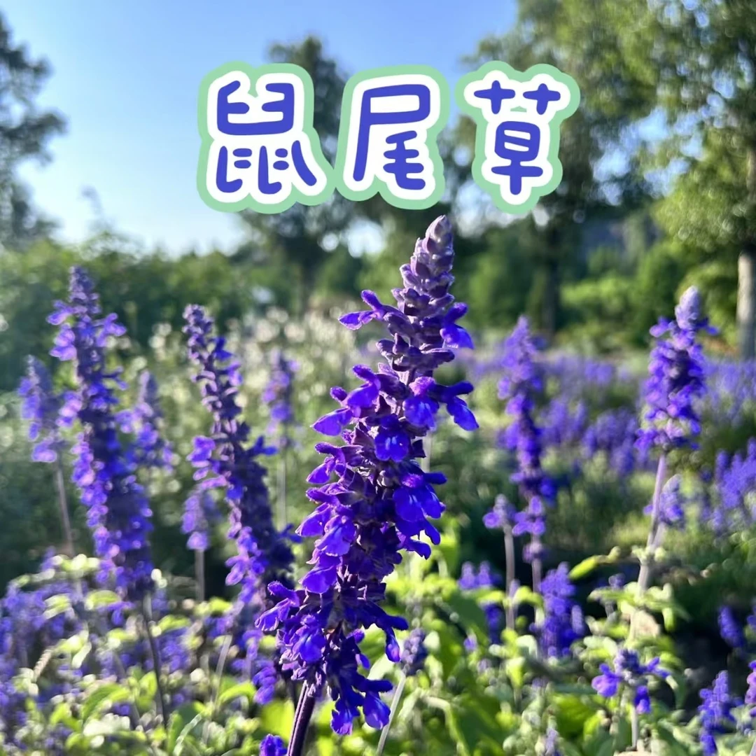 【鼠尾草】阳台庭院花园观赏草本花卉耐旱热盆栽苗