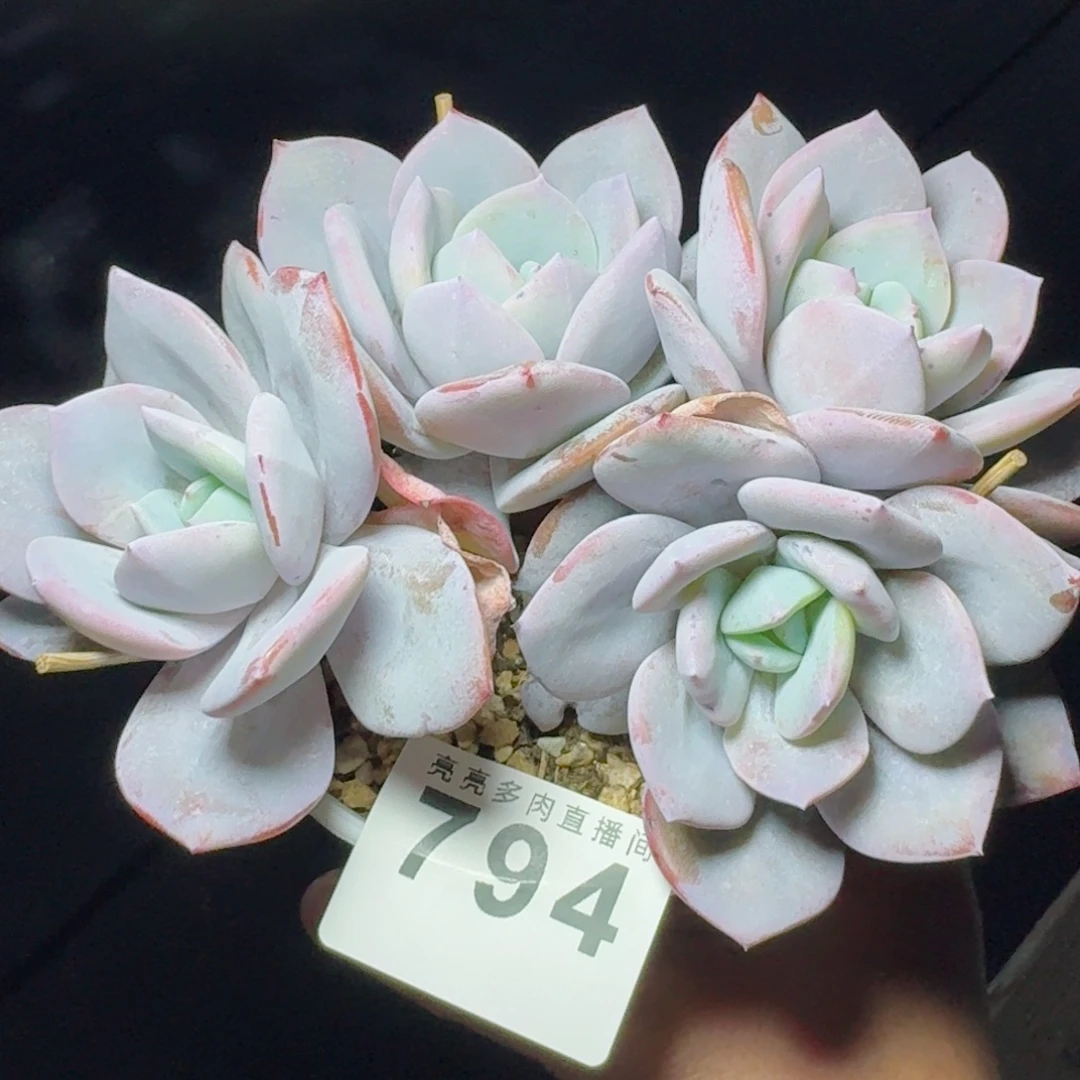 韩版奶茶群生           精美多肉