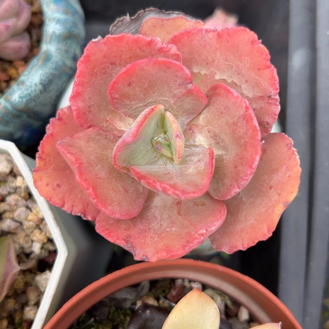 舞会红裙精控多肉一物一拍