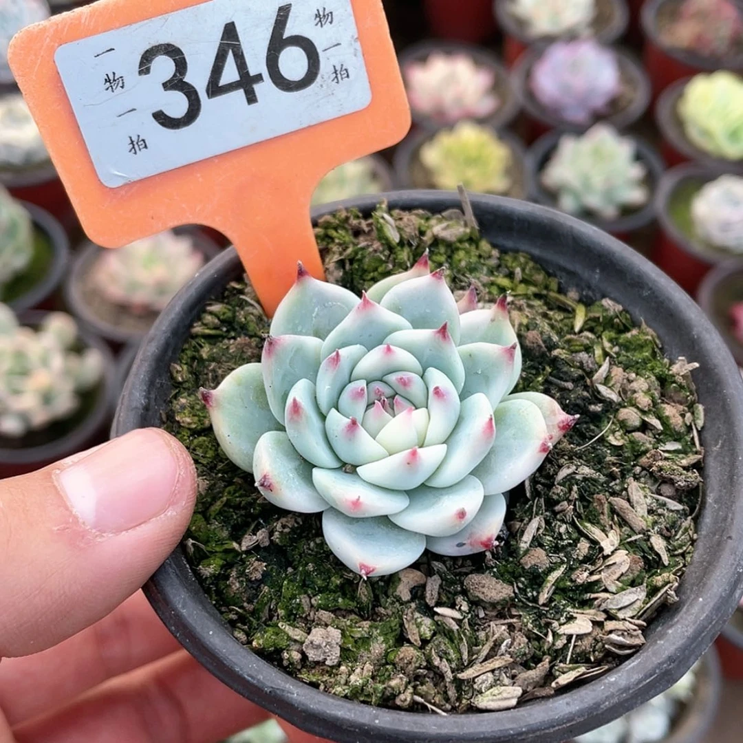 【闪购商品】346号