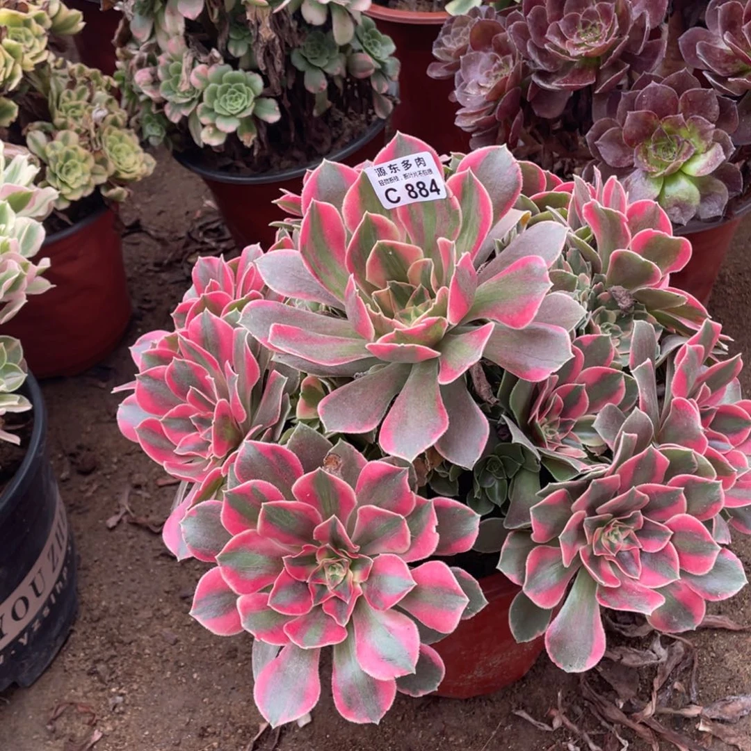 884爱女妖多肉法师断枝不包