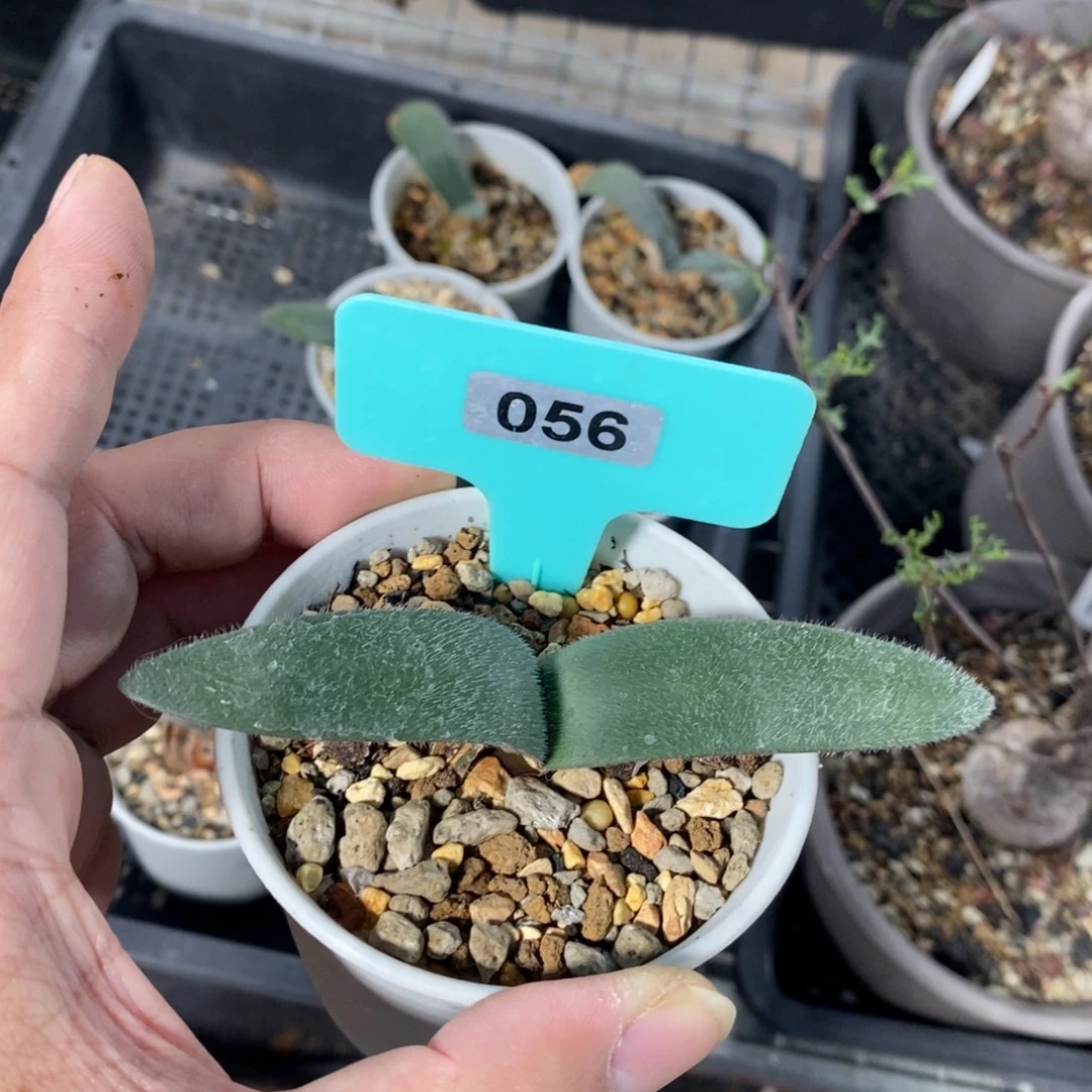 毛叶雪莲产地多肉植物