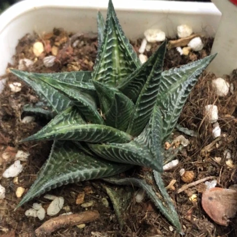 琉璃殿白锦带盆发货哈哈