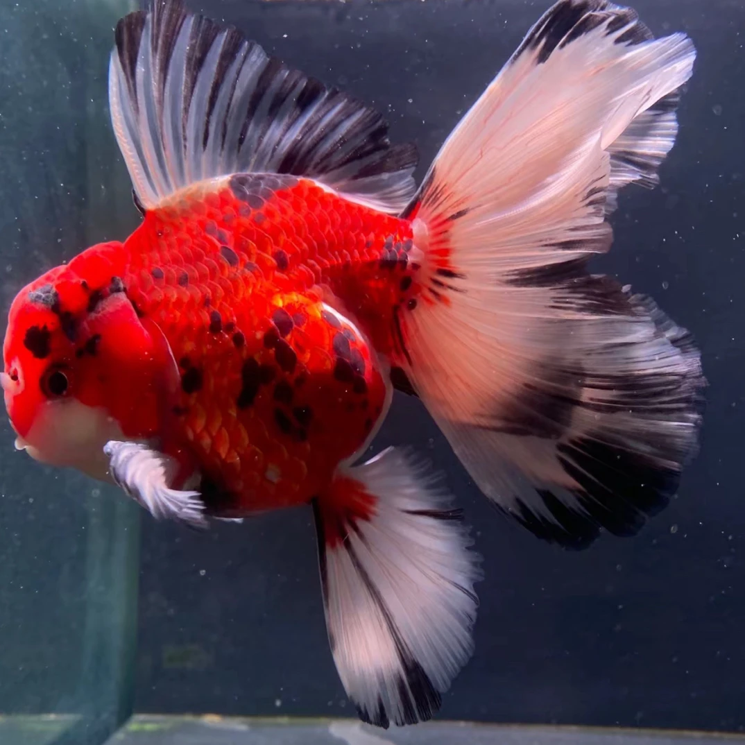 观赏鱼百褶泰狮金鱼.冷水.观赏鱼好养耐活