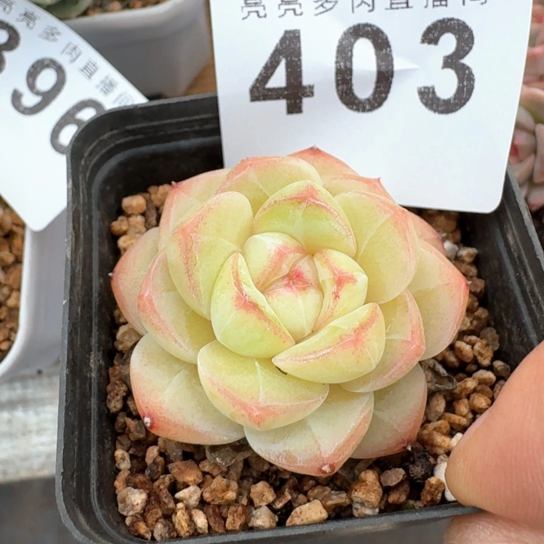 优选甜糖            精美多肉植物