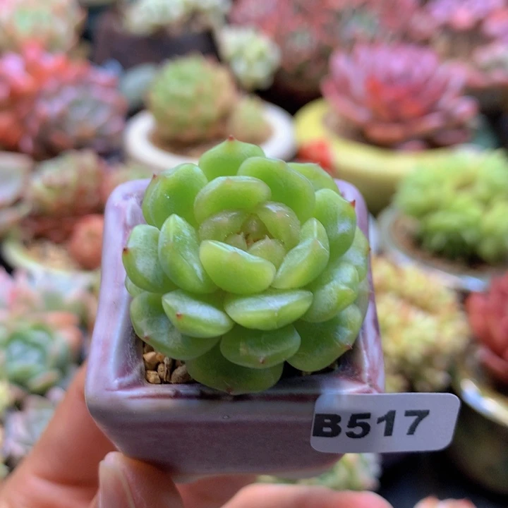 一物一拍含盆土满38包邮B517