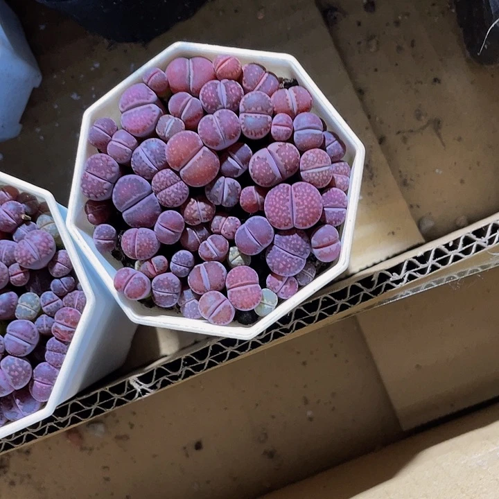 八角盆紫李带盆土发