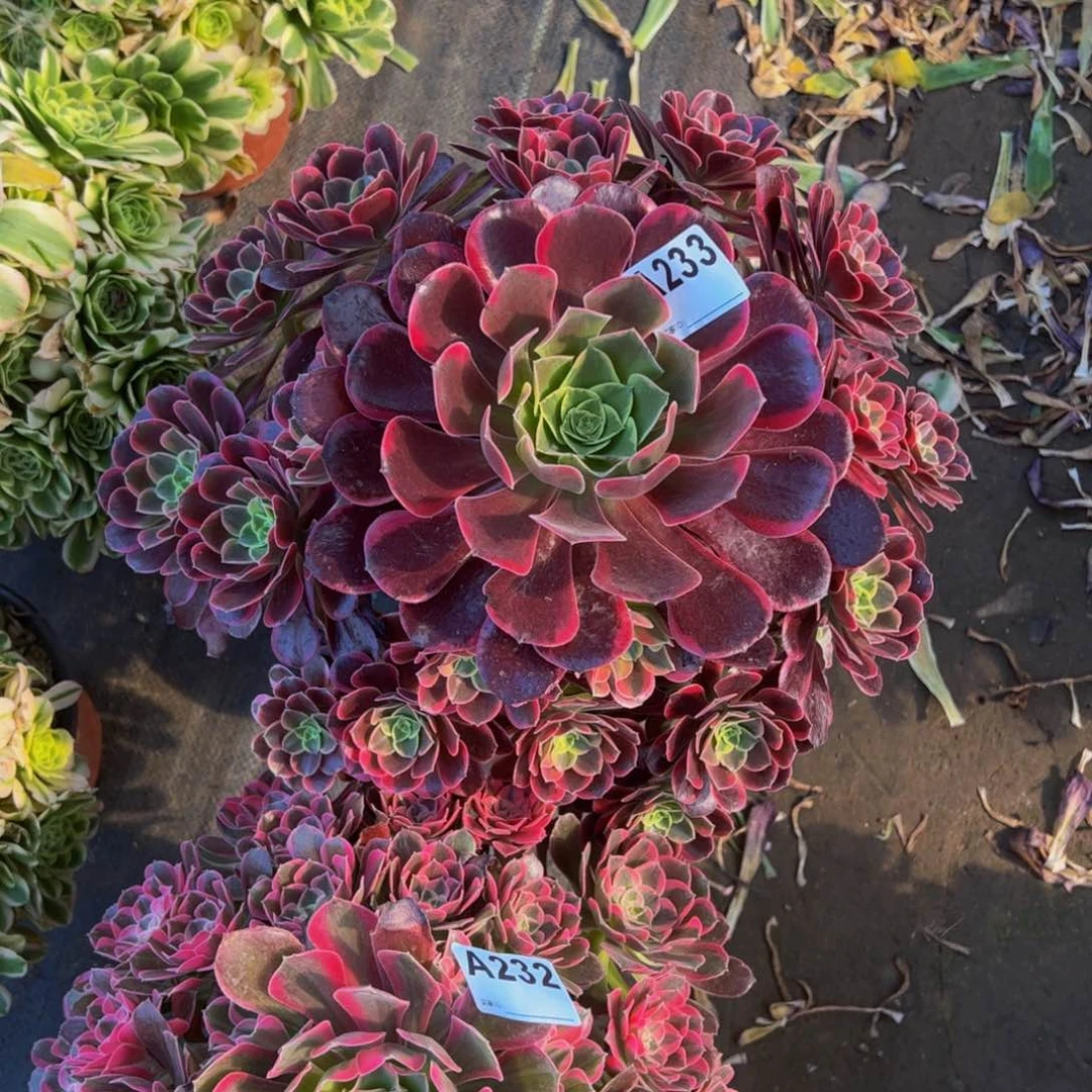 金丝玫瑰233333333