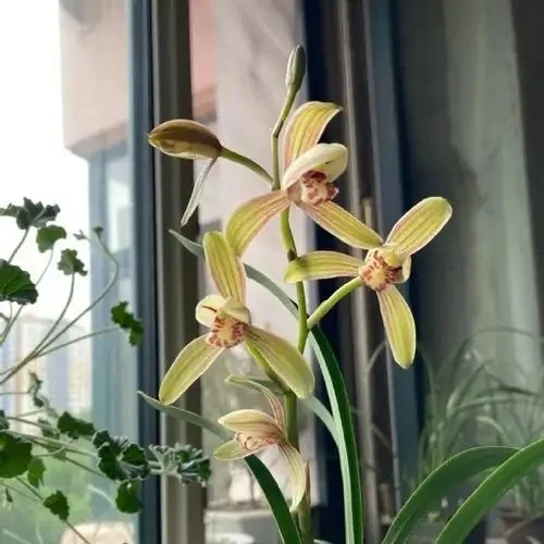 建兰婵月达浓香型正品兰花矮种室内绿植花卉