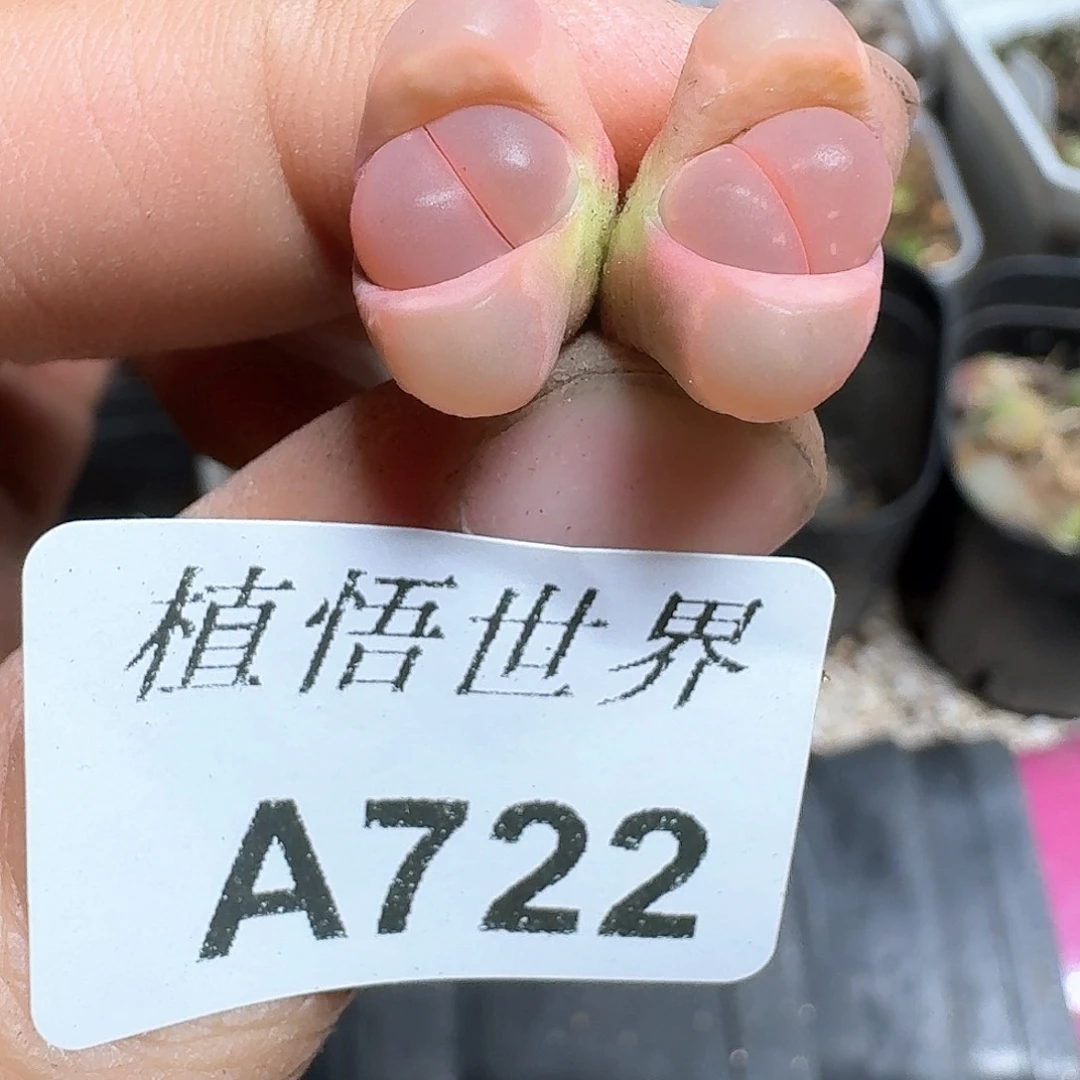 722盒多肉植物哇cv