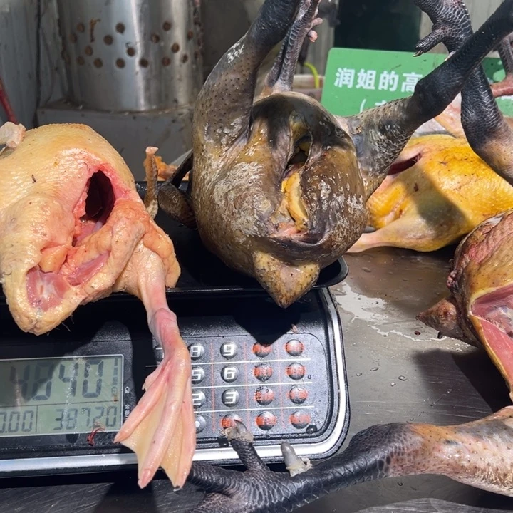 鸭子食用农产品中国大陆米***画