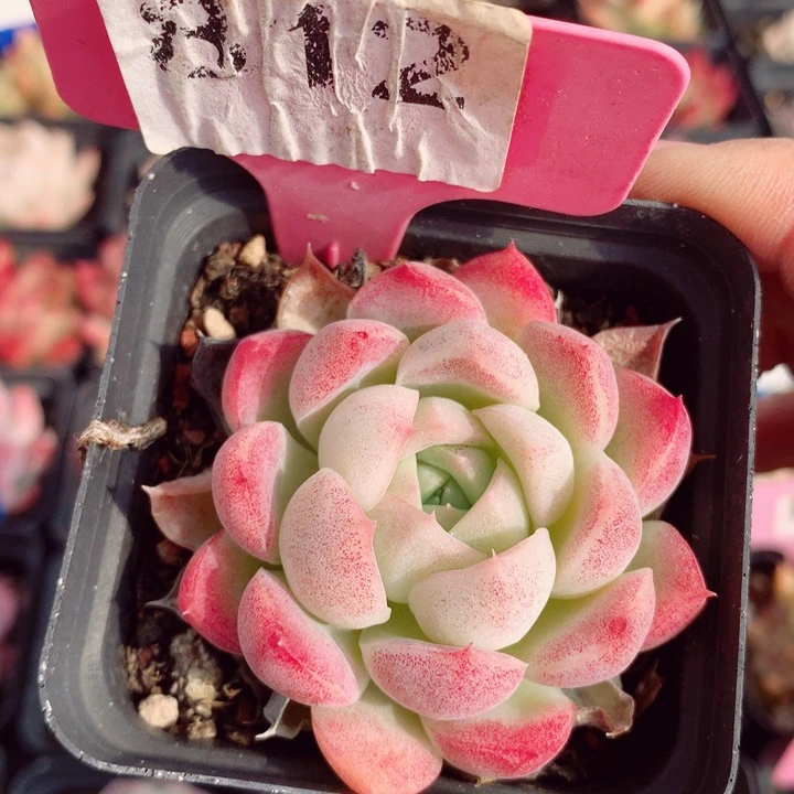 麦秆6cm多肉植物