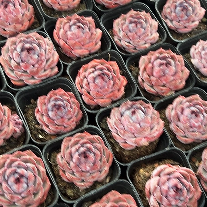 团055        蓝莓