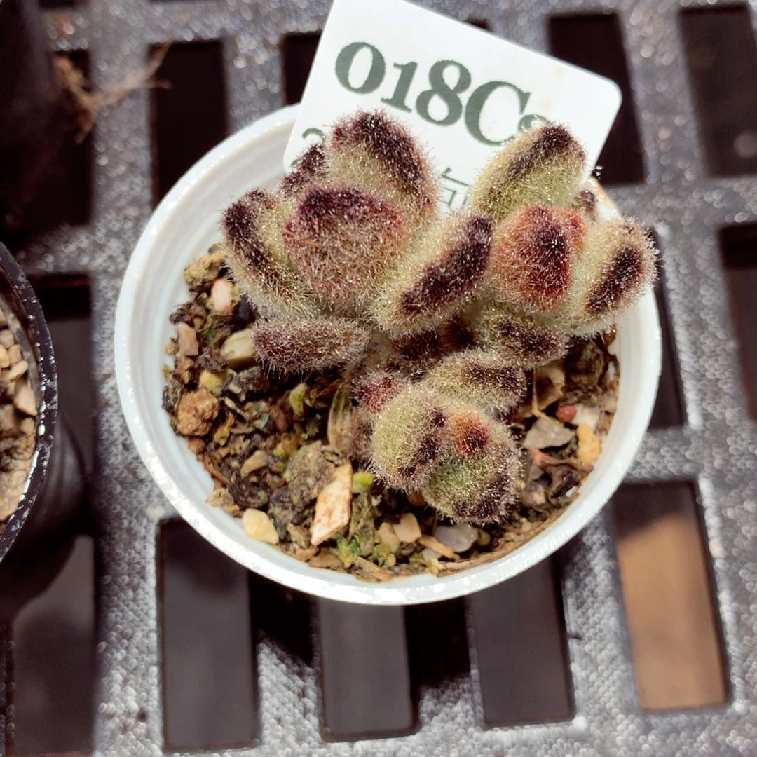 5厘米盆精控多肉018