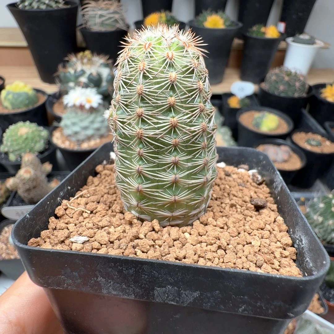 无花朵实生青花虾