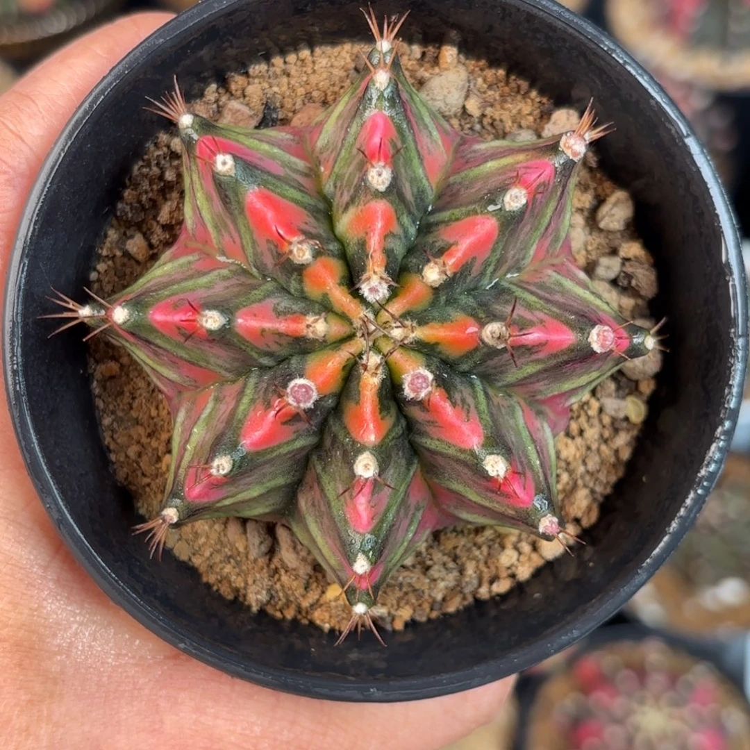 泰系米哈实生福利58