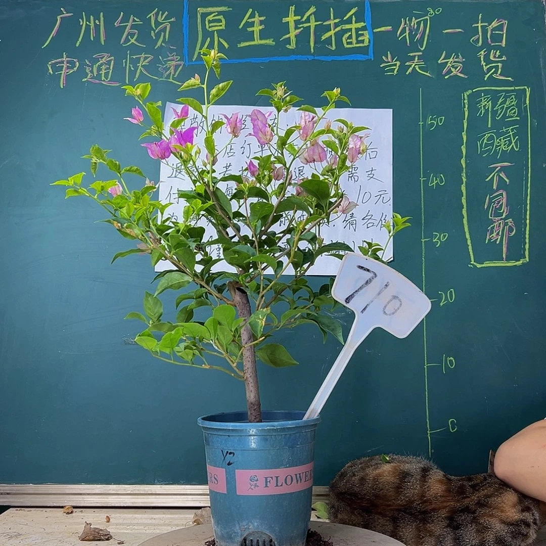 当前无花栽培后可以开花  绿叶雪紫  710