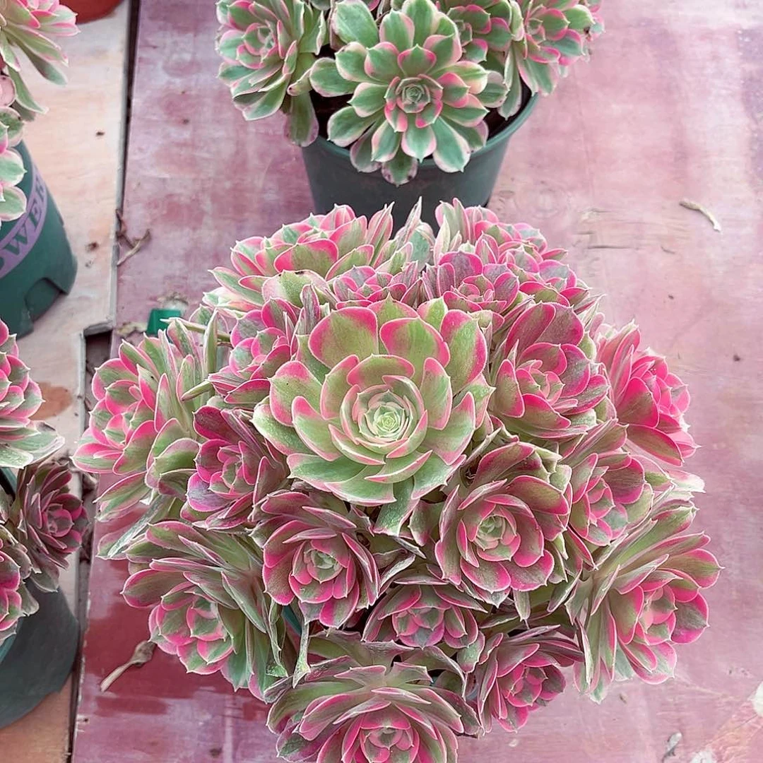 法师多肉植物妖月