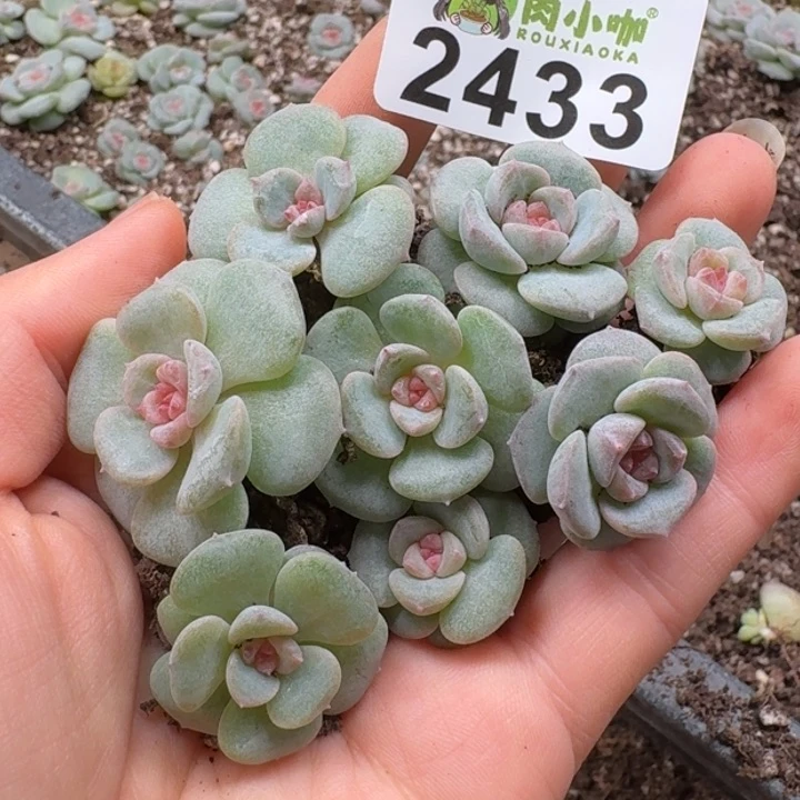 无花朵多肉植物多肉植物