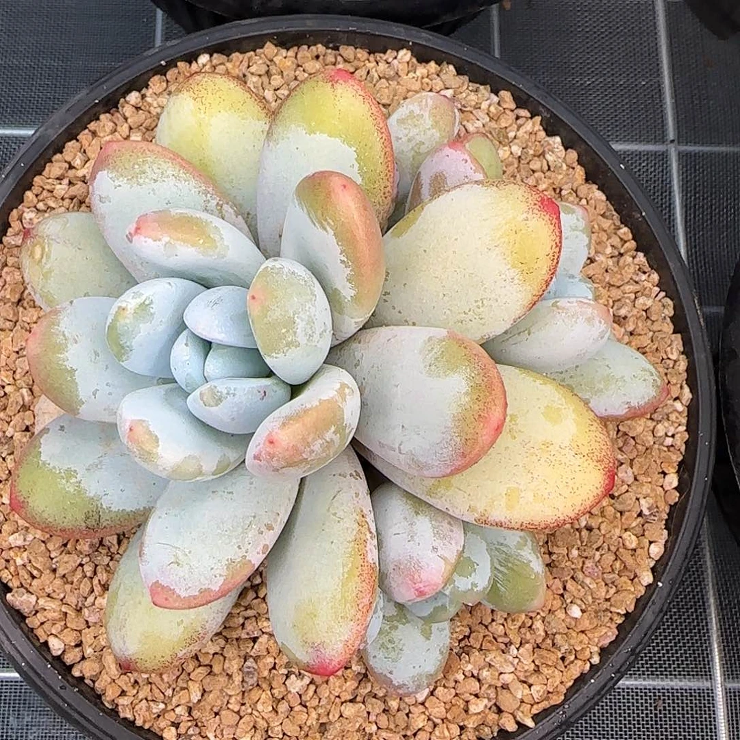 从前慢花园精选雪美人