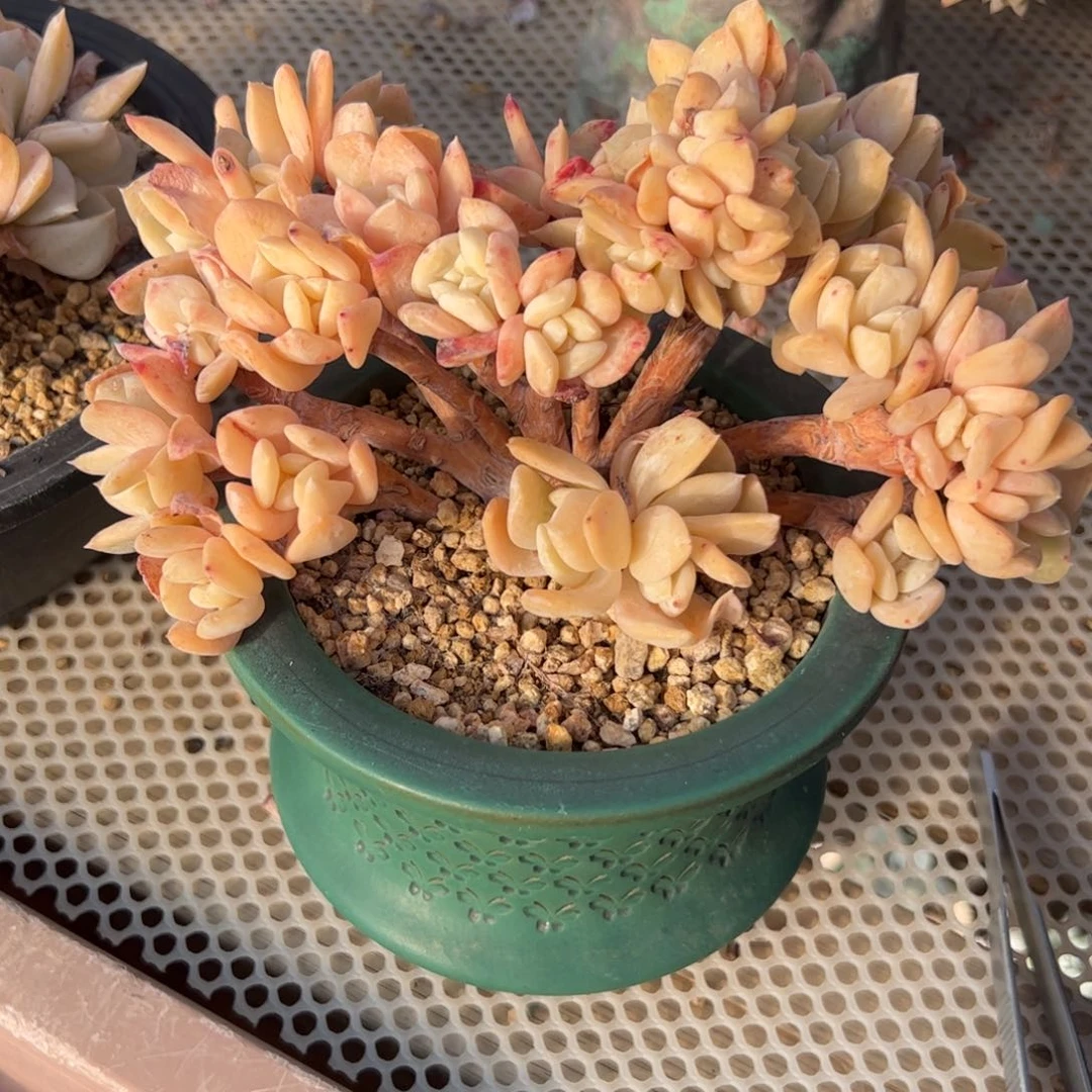 x*雪特树缀老桩-XI