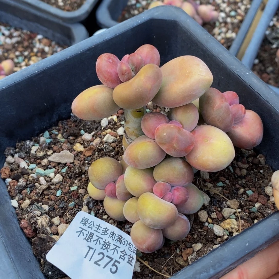 275芒果奶kk奶多肉8c m