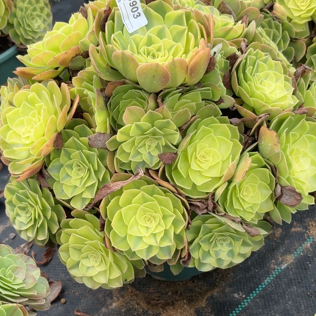 903大雨河多肉植物发货