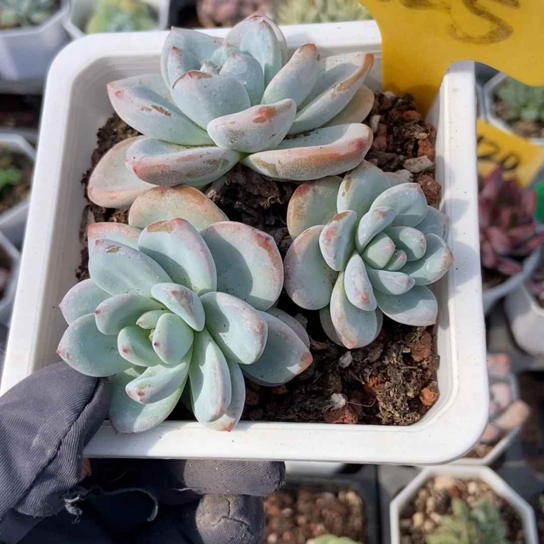 1625星星雪多肉植物保护