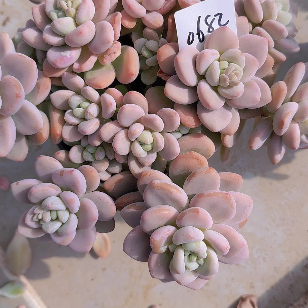 ❦****༻0682洛神多肉植物