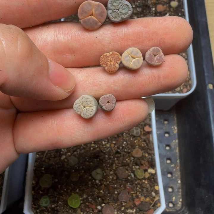 刘***姜多肉植物的生长发育19