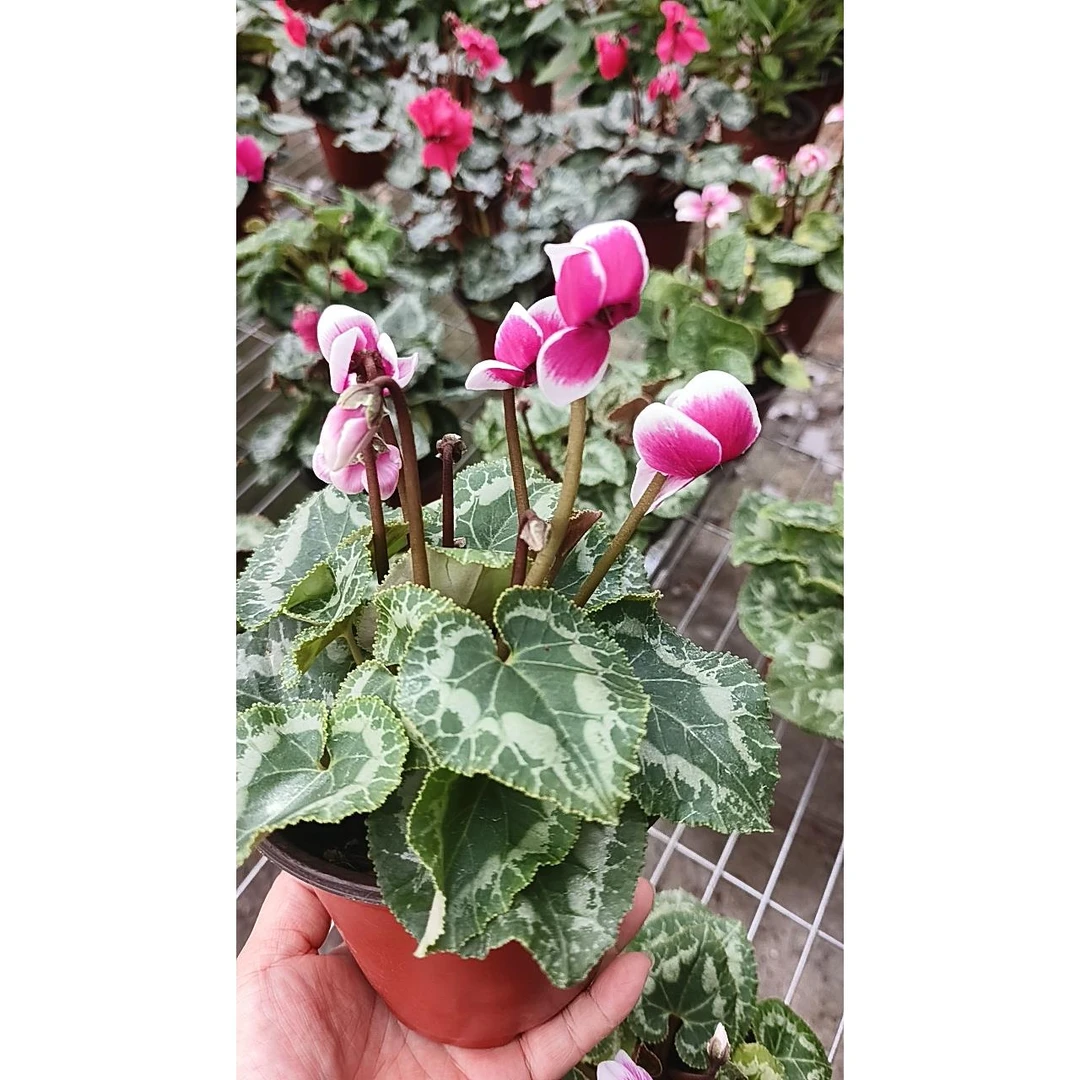 仙客来带花苞发货清货