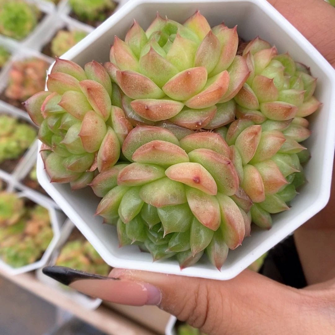 灯泡珍妮群生425号。