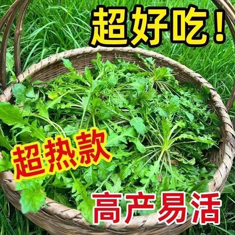 【三包9块9】荠菜种子大叶荠菜好吃清香蔬菜易种植四季可播种地菜籽