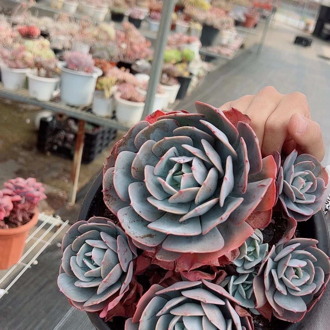 红粉台格整桩整群