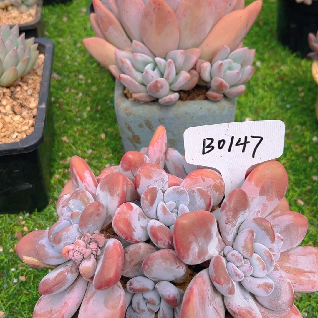 粉兔B0147号一物一拍